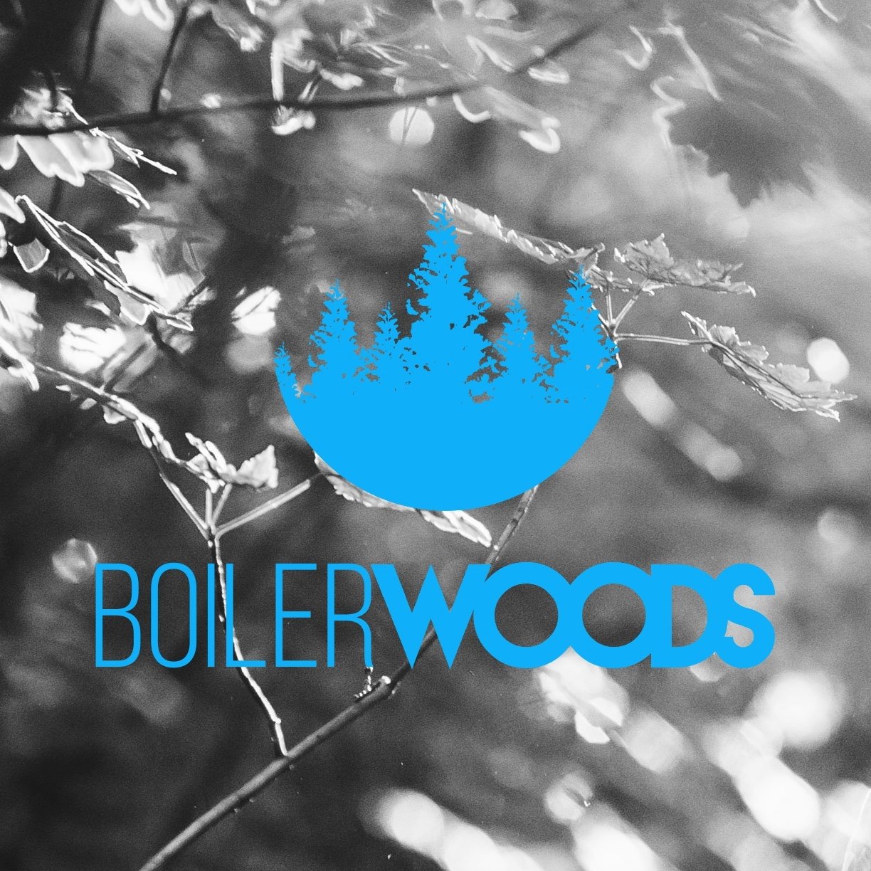 Boiler Woods